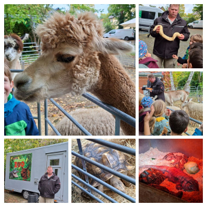 Rollender ZooCOLLAGE